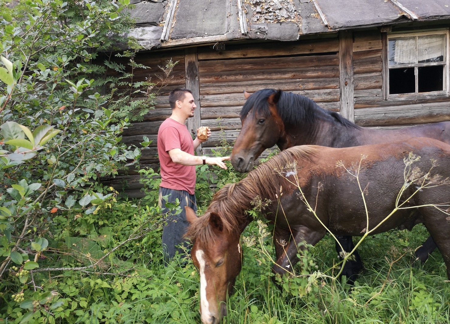 Horses in the rural Russia