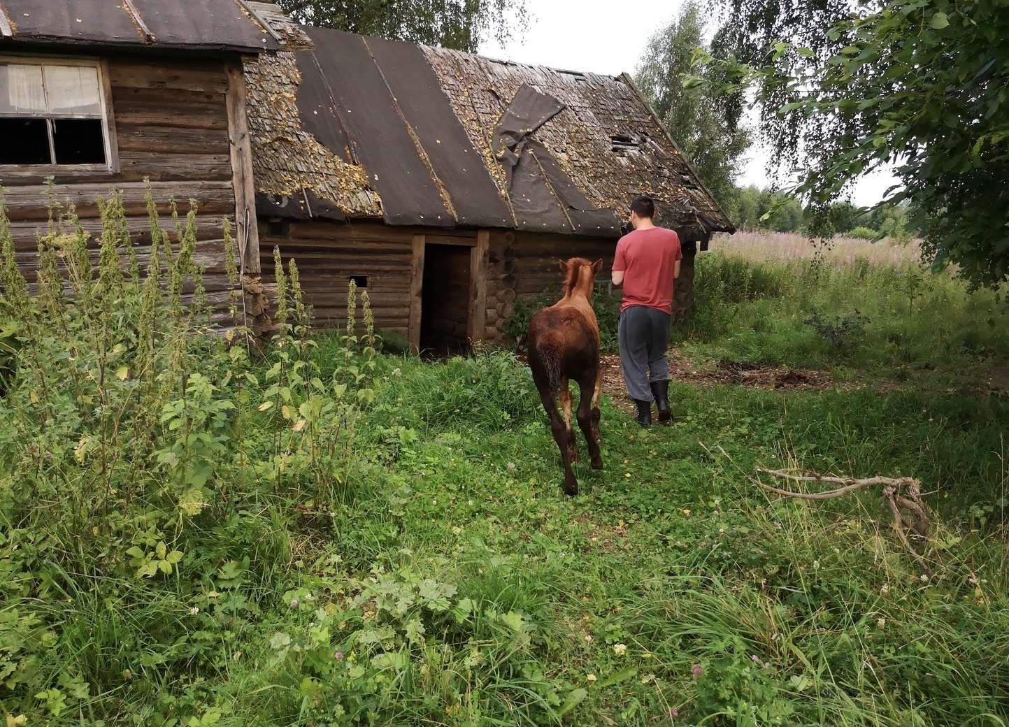 Horses living in the abandoned house, Russia