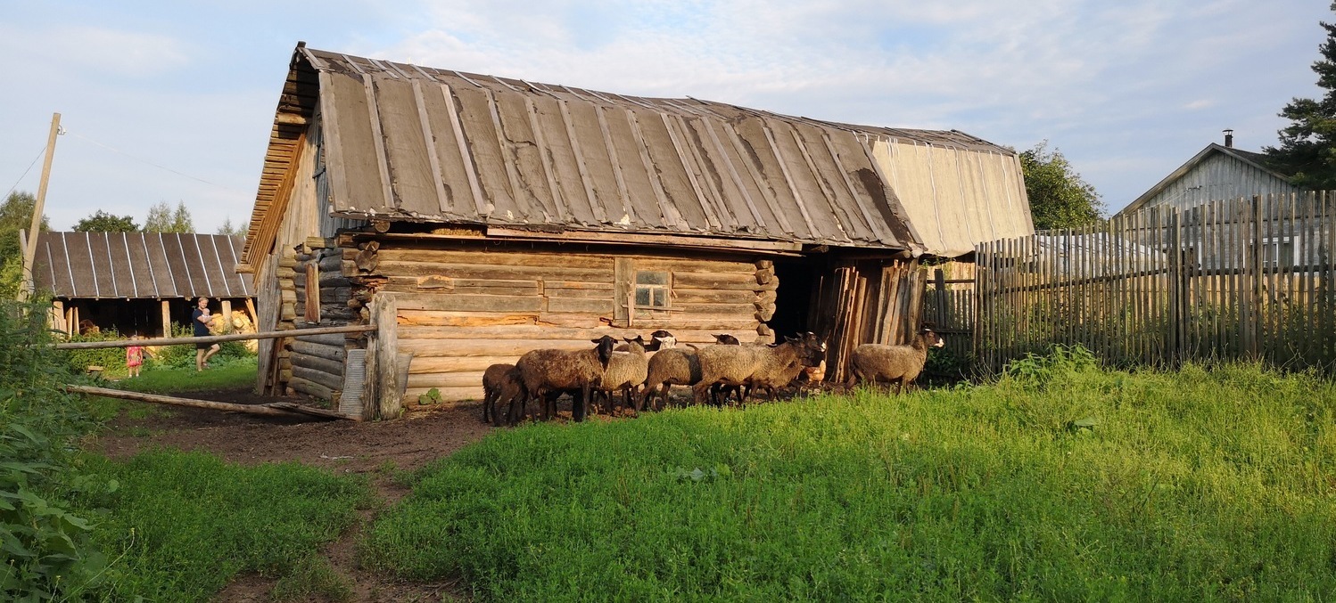 Livestock in the rural Russia