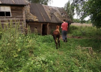 Horses living in the abandoned house, Russia Horses living in the abandoned house, Russia