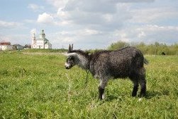 Suzdal Kremlin and goats