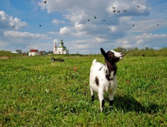 Suzdal Kremlin and goats