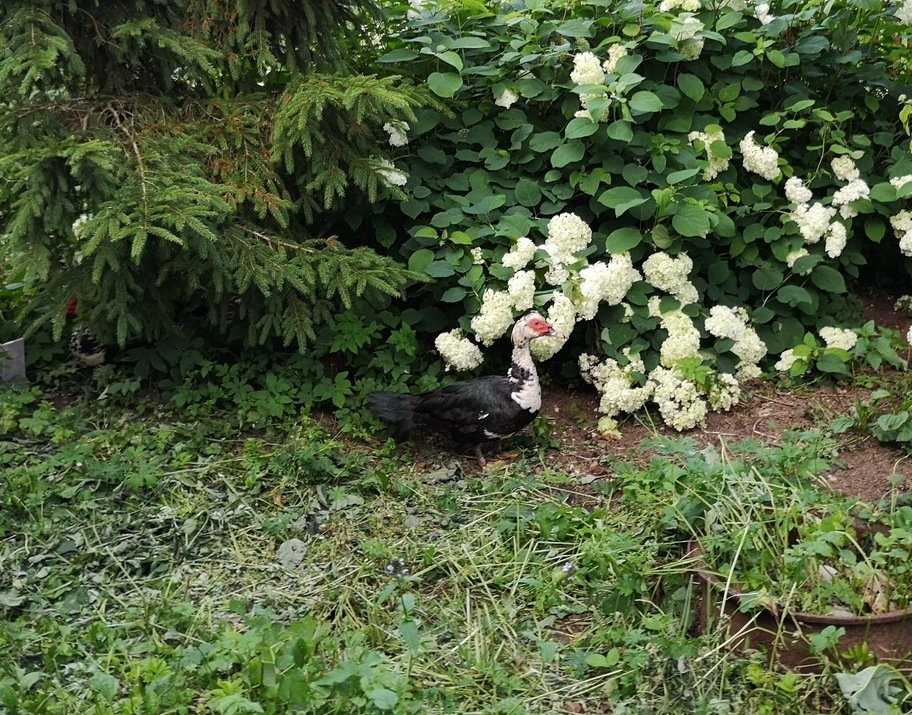 Duck and Flowers