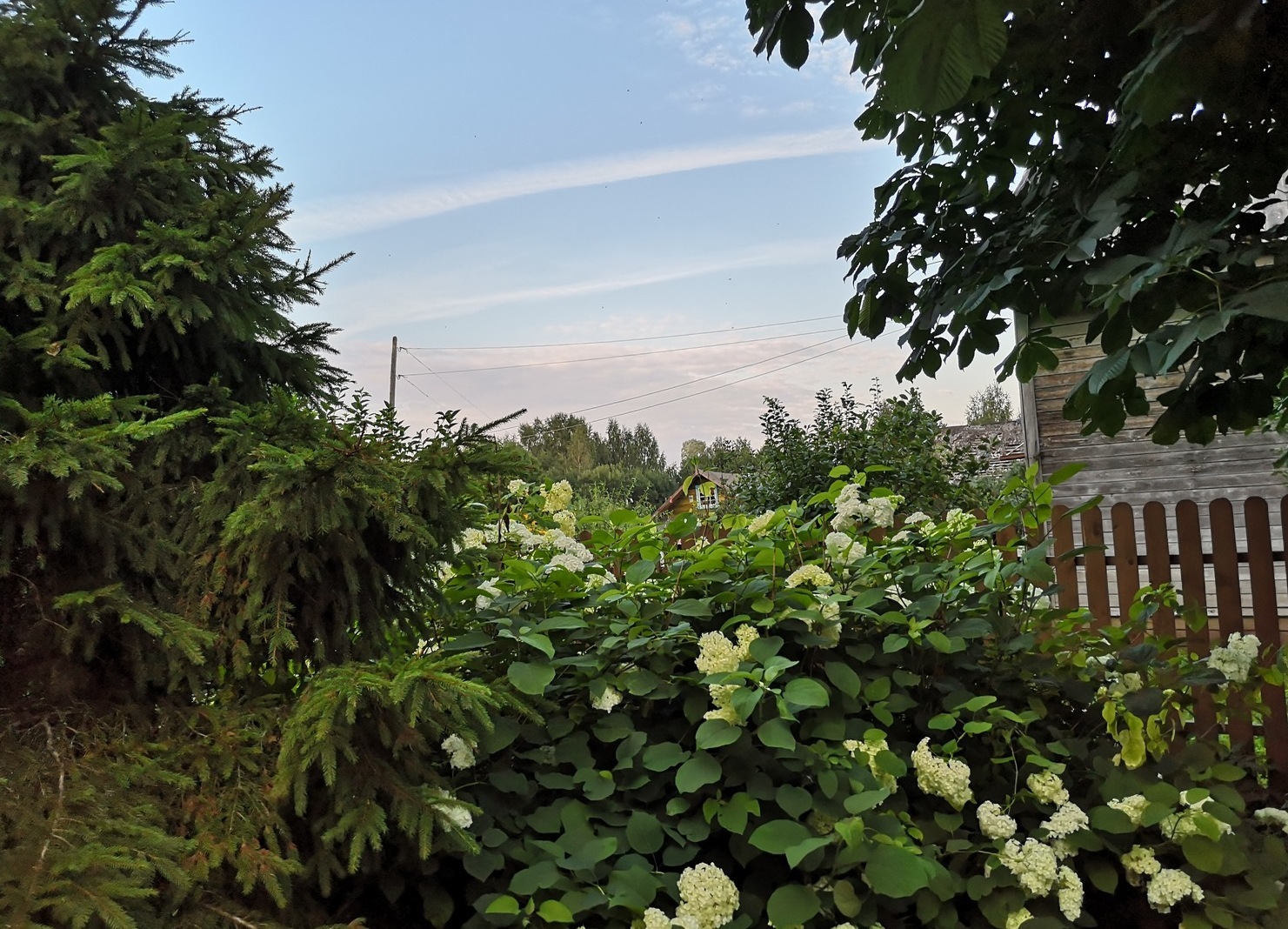 Flowers and trees of Russia