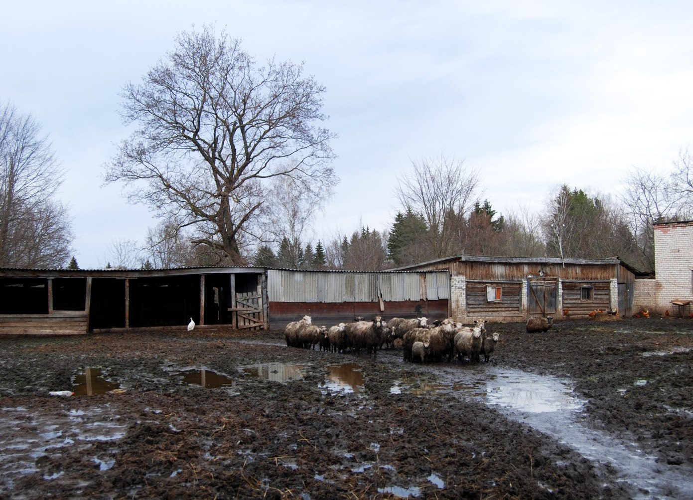 Rural Russian Farm