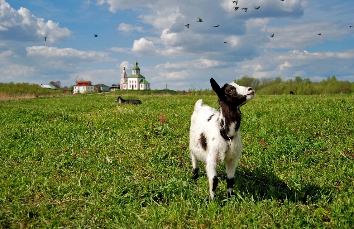 Suzdal Kremlin and goats